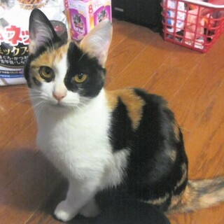  仲良し５猫兄弟姉妹