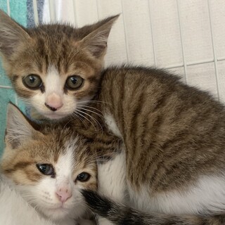 人馴れ修行中 可愛いキジ白すいれん君