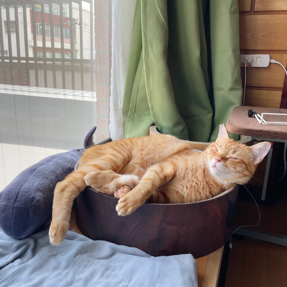 ちゃかのカバー写真