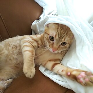 シャイな美男子♡クルーニー