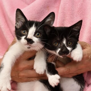 可愛い仔猫のヨンスケ君