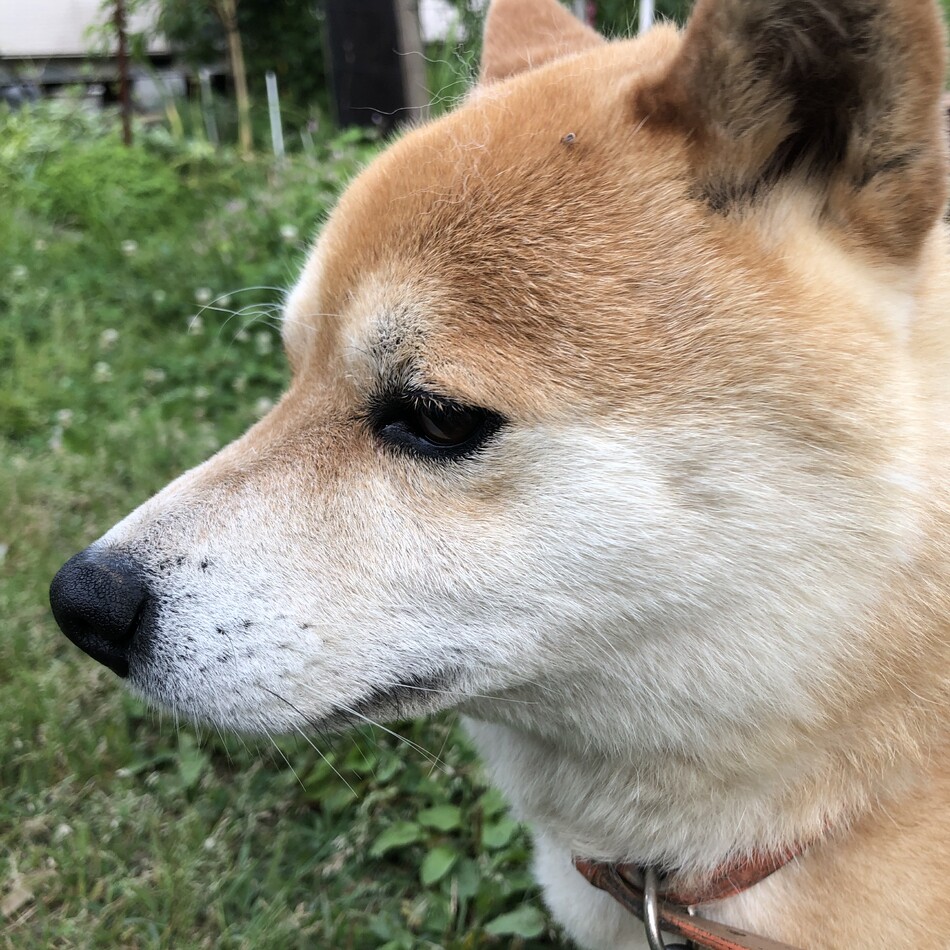 虎鉄のカバー写真