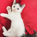 大切な家族の一員にしてあげてください
