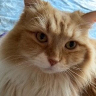 (トライアル中)長毛のマンチカンのサニーくん