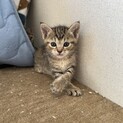 キジトラ姉妹