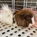 モルモット里親募集します。