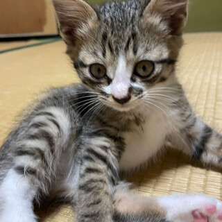 キジトラ1ヶ月の男の子！活発・甘えん坊・ビビリ！