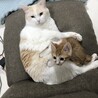 の写真