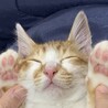 の写真