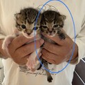 生後3週間の子猫 あずきちゃん(キジ)