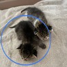 生後3週間の子猫 あずきちゃん(キジ) サムネイル2