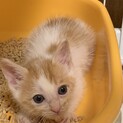 里親決定！おっとり優しい茶白ねこソルくん♡