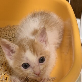 里親決定！おっとり優しい茶白ねこソルくん♡