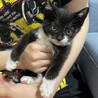 大至急　里親募集 サムネイル2