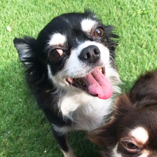  健康な6歳 チワワ*ブラタン 女の子 ちゃん