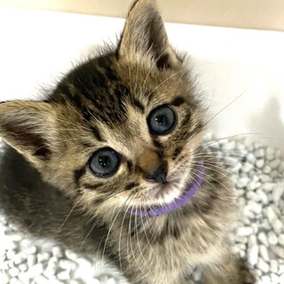 可愛い三姉妹（濃いキジトラ）