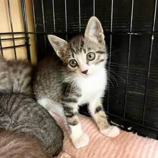 仲良し4兄妹☆コン太　2ヶ月