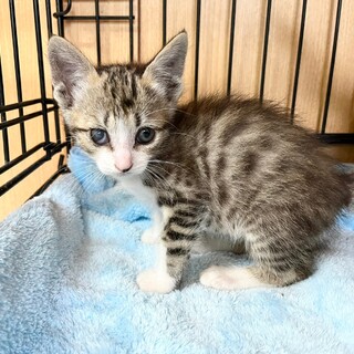 仲良し4兄妹☆ケン太　2ヶ月