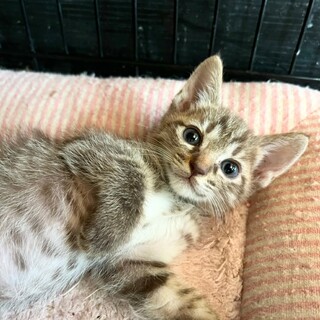 仲良し4兄妹☆カン太　2ヶ月