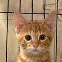 3ヶ月の茶トラ