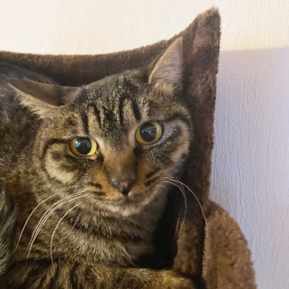 アルーシャのカバー写真