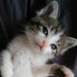 募集停止　撫でられるの大好キジ白女子❤️テー