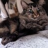 もふもふ猫のミクちゃん