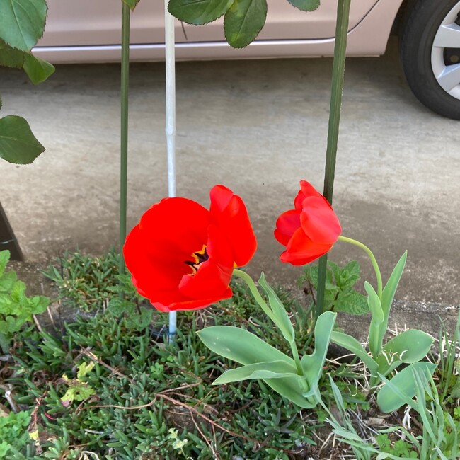 aika tifのカバー写真