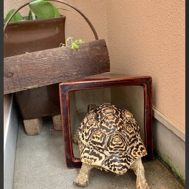 ベランダの植木鉢ハウスに入るじじ
