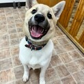雑種子犬　若芽（わかめ）里親募集中
