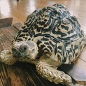 ヒョウモンリクガメ 8歳　女の子