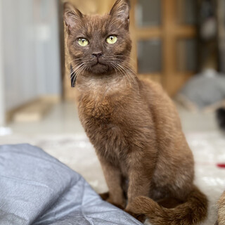 焦げブラウンのラテちゃん♬甘えん坊8か月