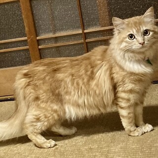 多頭崩壊救出☆チンチラゴールデン☆セカイ推定３歳