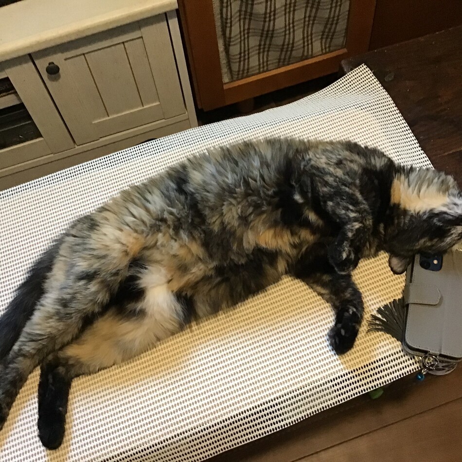 ちゅった(つぶ)のカバー写真