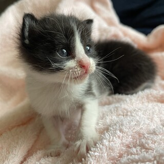 生後4週間　2匹