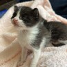 生後4週間　2匹 サムネイル5