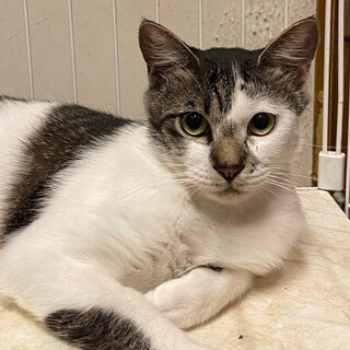 1歳くらいの男の子