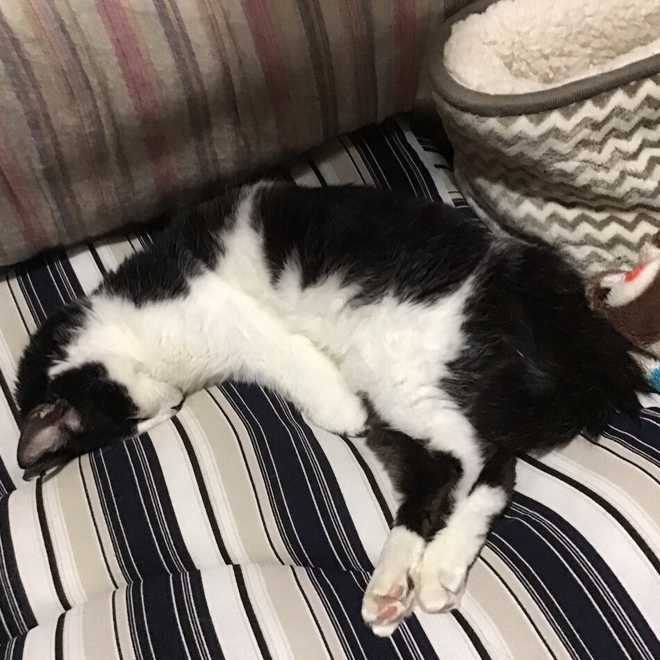 あんすけのカバー写真