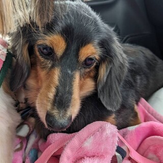 子犬のように暴れて遊ぶダックスの男の子