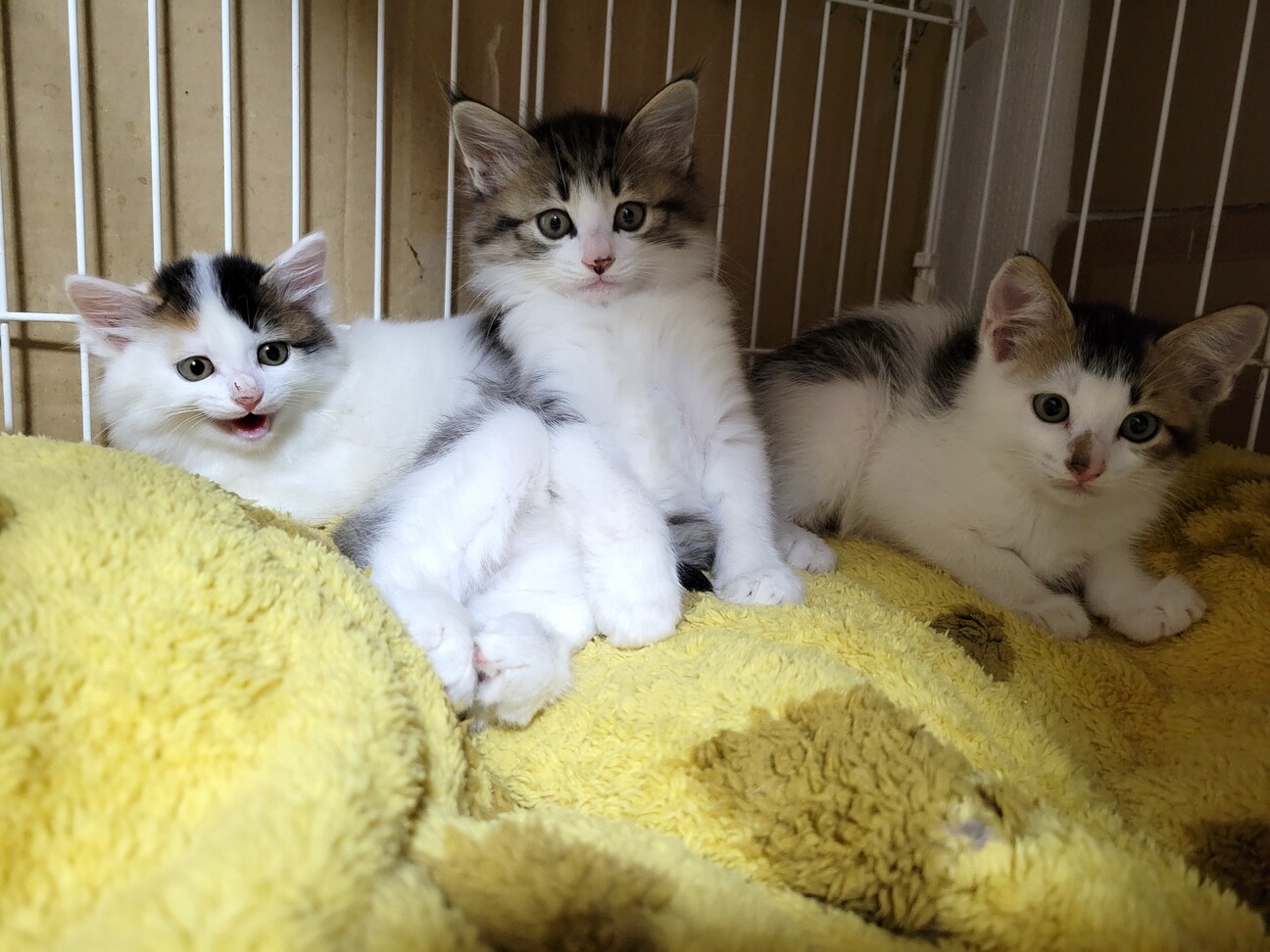 6/12荒川区譲渡会 雫」埼玉県 - 猫の里親募集(414909) 7枚目の画像