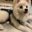 真っ白ポメラニアンの美人さんです！