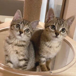 甘えん坊でキュート！小さなキジトラ子猫兄妹