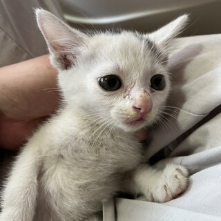 ありがとうございました★メープルくん