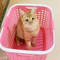 スリゴロの甘えん坊！！おいなりﾃﾞｽ(๑•ᴗ•๑)