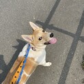 雑種子犬　乙芽（おとめ）里親募集