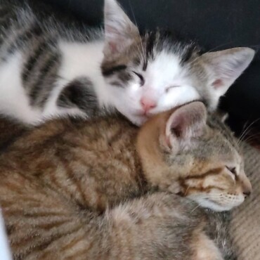 同じ日に別々の保護者さんからお迎えした２匹ですが、すっかり姉弟です