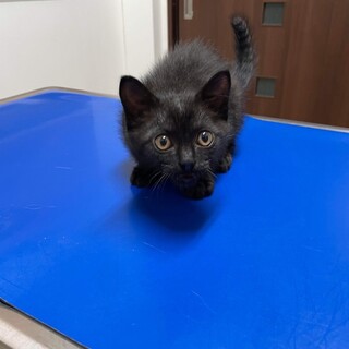やんちゃで育てやすい黒猫子猫くろにゃん２か月
