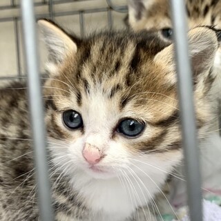 子猫2ヶ月、里親募集中