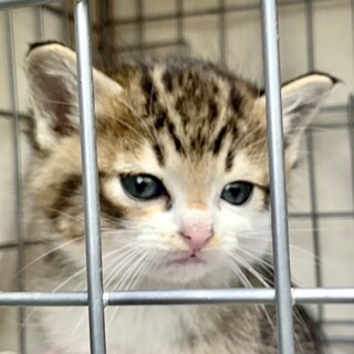 子猫2ヶ月、里親募集中
