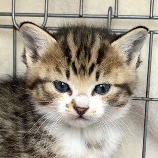 子猫2ヶ月、里親募集中